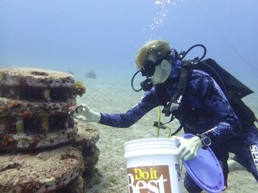 Onderzoeker introduceert West-Indische topschelp (wulk) op kunstmatig rif. Foto: Alwin Hylkema