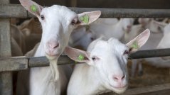 Two curious goats