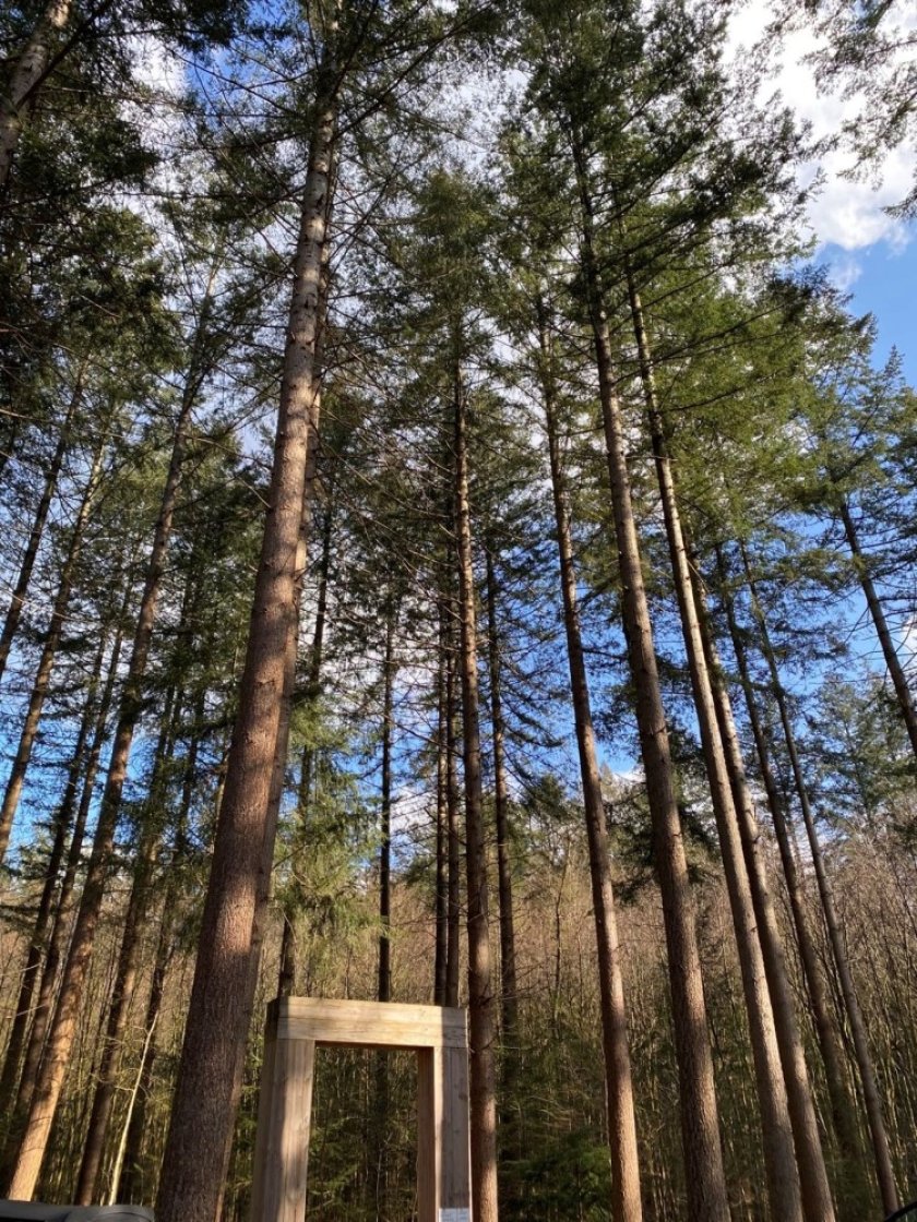 Trees at Schovenhorst Estate (photo: Yanjun Song)