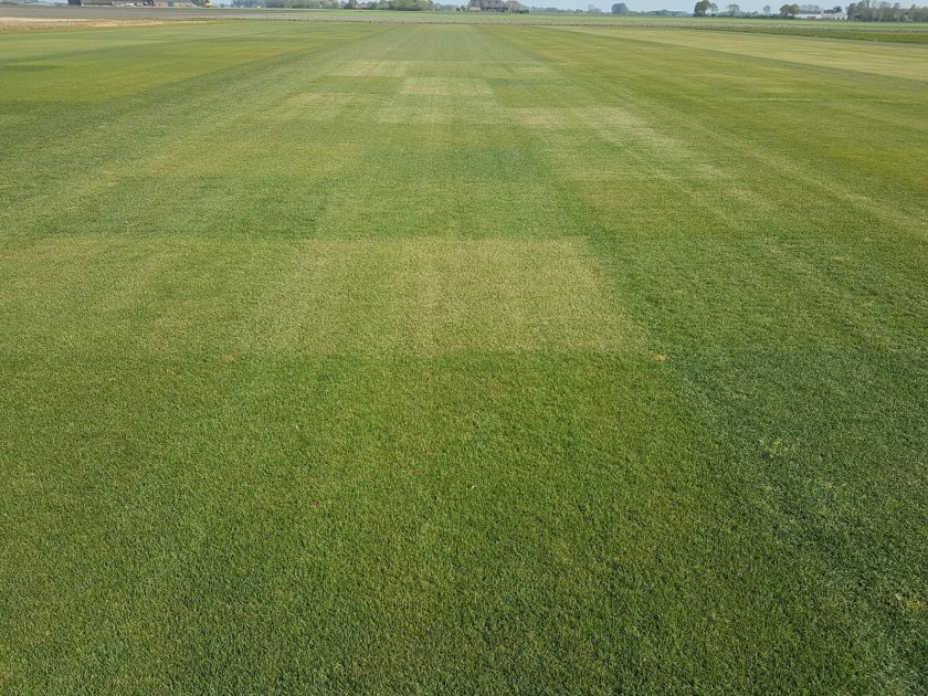 Rasverschillen in verkleuring bij droogte bij veldbeemdgras