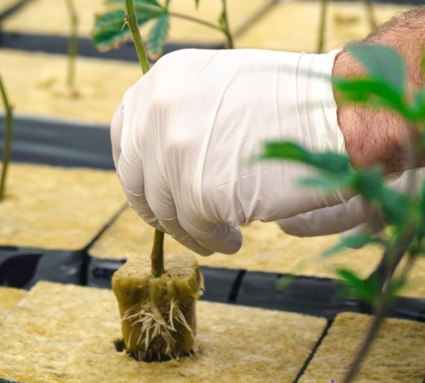 Steenwol is zeer geschikt als substraat om planten op te groeien omdat het inert, ziektevrij, vormvast en uniform is. Ook kan water zich snel door het materiaal heen verplaatsen en het water wordt deels vastgehouden. Deze eigenschappen dragen bij aan een goede water- en meststoffenvoorziening voor de plant. Bron: OpenRangeStock/Shutterstock.com  