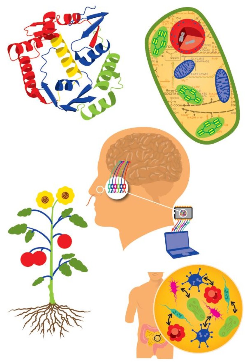 With synthetic biology we can use natural building blocks such as bacteria and mould as well as parts of proteins and of DNA strands, to design things like new compositions of intestinal flora, new plants, new medicines, or other new biological systems.