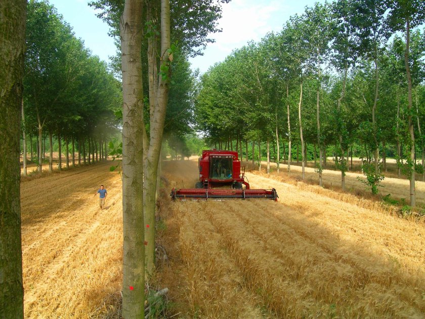 Tarwe &ndash; populier agroforestry systeem, Zuid Frankrijk (foto: Christian Dupraz)