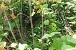 The stems have hollow compartments, look a bit like bamboo and are green with reddish specks. The knot between two stem compartments produces a side branch with leaves.