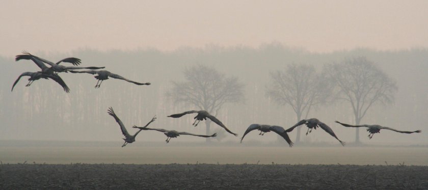 Cranes