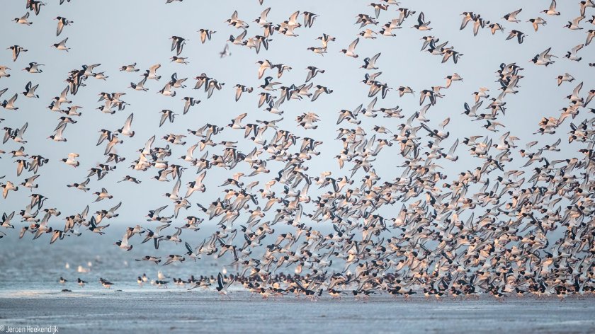 "De potentie van de Noordzee is enorm"